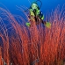 seawhip_kj_v_0705_png0010.jpg